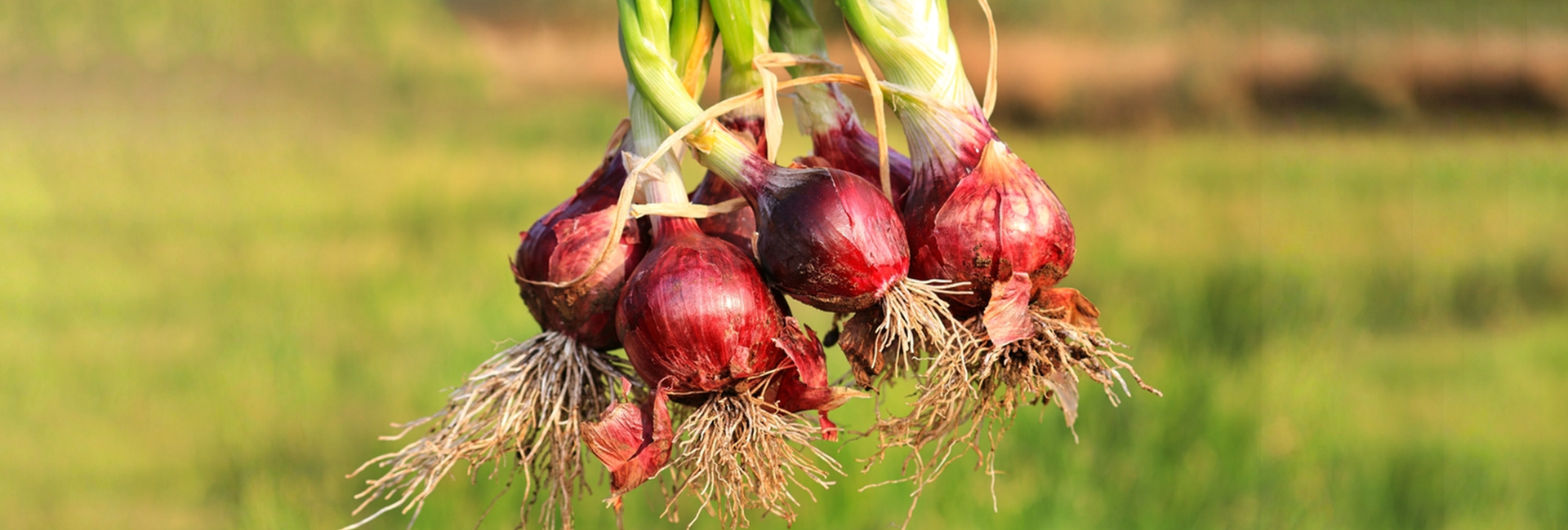 Source premium farm-fresh onions from Shree Visnu Proteins